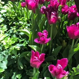 Meet your Posher, Elena